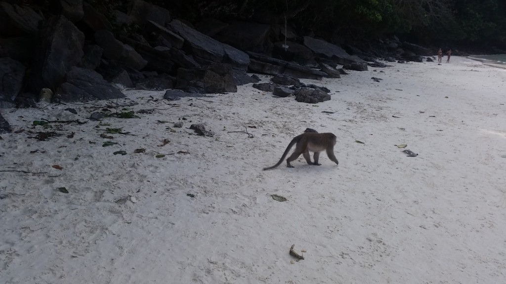 monkey phiphi