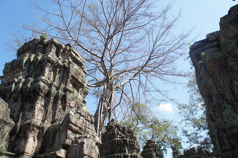 ta prohm siem reap