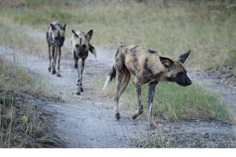 Cachorros selvagens ameaçados de extinção