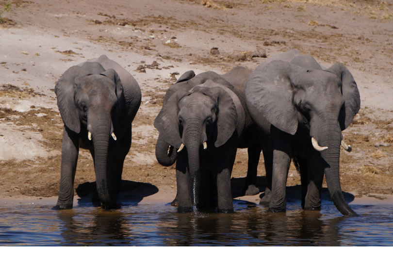 Elefantes no Rio Chobe