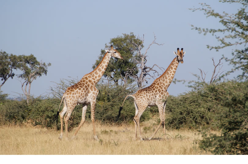 Girafas