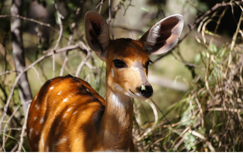 Impala