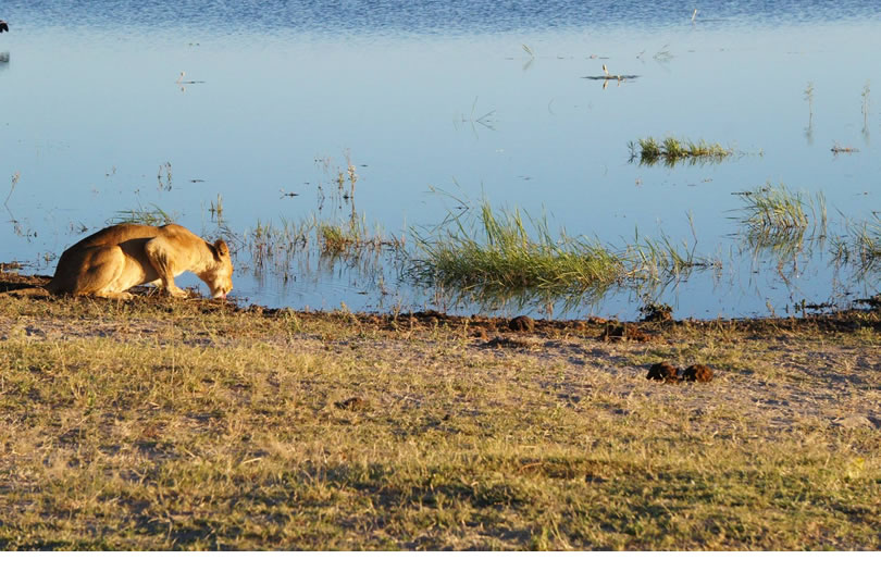 Leoa bebendo água no Rio Chobe